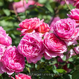 Принцесса Александра Кентская