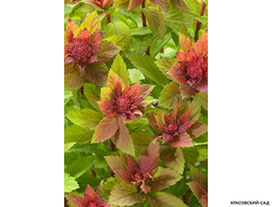 Купить Спирею Спарклинг Шампейн в Москве в питомнике красовский-сад.рф