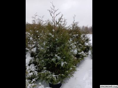 Туя Брабант 2 метра