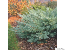 Можжевельник Виргинский Хетц - Virginiana Hetz