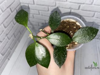13/12/2024 hoya nabavanensis epc 958