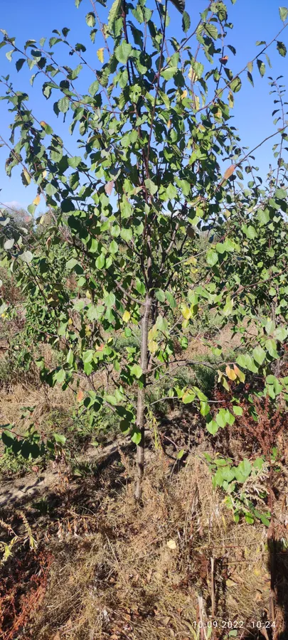 Плодовые деревья 5-7лет