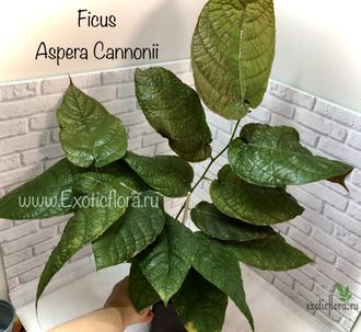 Ficus aspera cannonii / Фикус Аспера Канони
