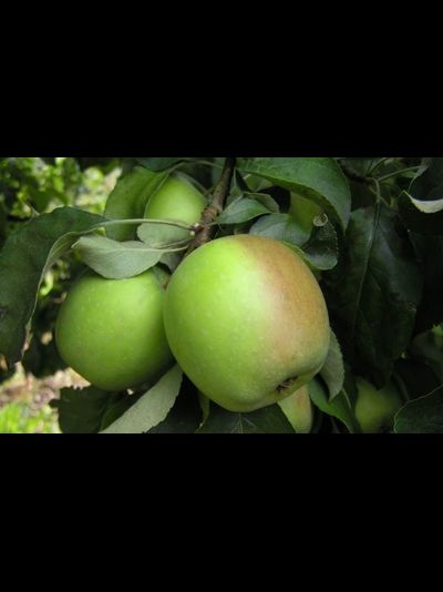 Память Сикоры (яблоня)