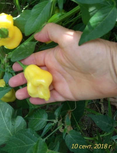 Перец острый Aji White Fantasy