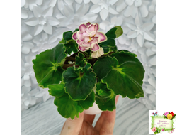 АВ-Варенье из Лепестков Роз (Фиалковод) 2022 г.