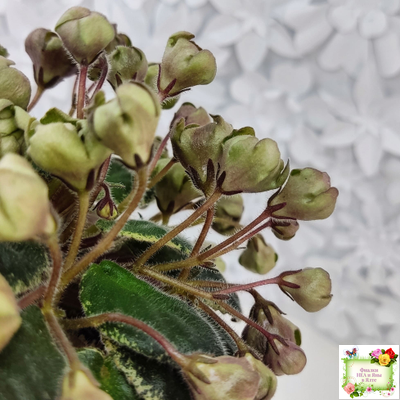 Н-Фавн (Н. Бердникова) 2017 г. (лист посажен 29.01.26)