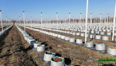 гибкий контейнер,гибкий контейнер для растений,мягкий контейнер,мягкий контейнер цена,живая изгородь