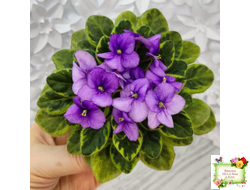 Rob's Lucky Charm (R.Robinson) 11/21/2003 (9293) листовая химера (стартер сорт)