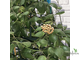 Hoya Incurvula ( Hoya Brevialata)