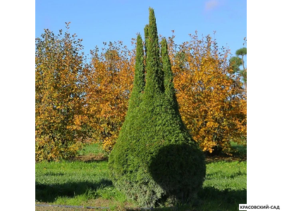 Туя Смаргад Грин Арт