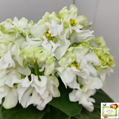 DS-Прекрасное Далеко (Dimetris) 2021 г.