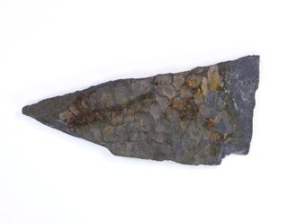 Отпечатки папоротников на угольном сланце, возраст 310-320 млн.лет. Восточный Донбасс (77*32*4 мм, вес: 15 г) №16905