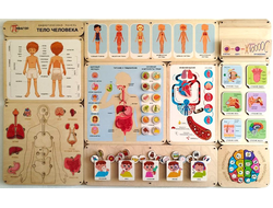Дидактическая панель «Тело человека»