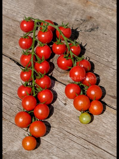 Томат-черри  Красная Вишня, 10 шт