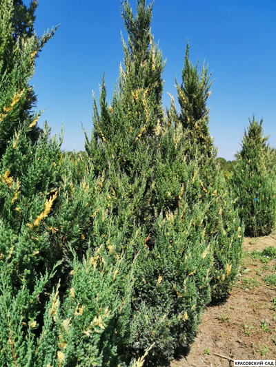 Можжевельник Вариегата - Variegata