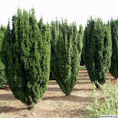 Тисс ягодный Фастигиата - Fastigiata