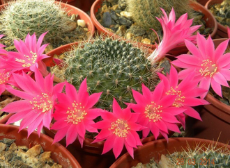 Rebutia senilis v.lilacino-rosea (семена)