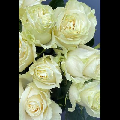 Роза Эквадор белая мондиаль 60 см. 15 шт