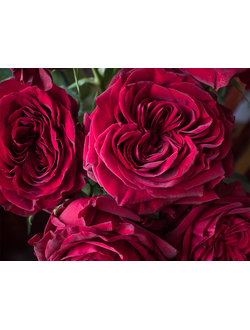 Майра Ред (Mayra's Red)