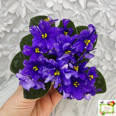 Н-Млечный Путь (Н. Бердникова)