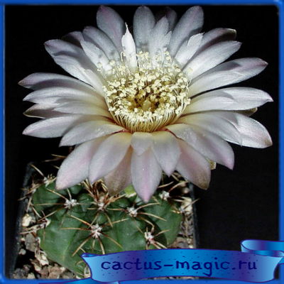 Gymnocalycium gaponii