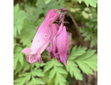 Dicentra eximia