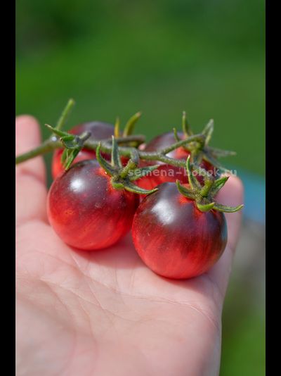 Томат Märchenglanz (Сказочный Блеск), 10 шт