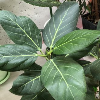 Ficus benghalensis 'Audrey' / фикус бенгальский Одри