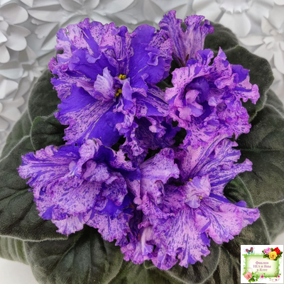 ВаТ-Инопланетянин (Т. Валькова) 2015 г. (стартер из цветоноса)