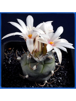 Turbinicarpus macrochele v. frailensis PP 402