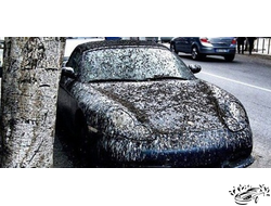 Очиститель следов насекомых