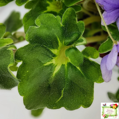 Biscayne Trail (S.Williams) трейлер