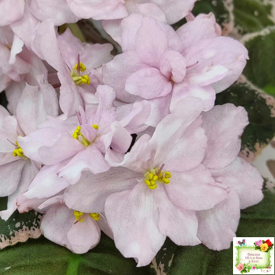 Rivermist Pearls (J. Baker) (10974) 04/13/2018