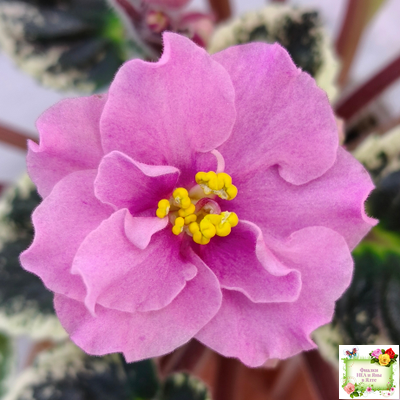 Р-Донна Роза Дальвадорес (В. Зуб) 2021 г.