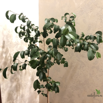Ficus Benjamina Buklee / фикус букле