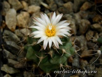 Turbinicarpus swobodae L 1499 (семена)