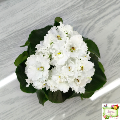 ML-Облако в Горах (Miniviolets Lux) 2022 г. (лист посажен 25.01.26)