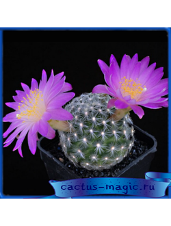 Mammillaria deherdtiana