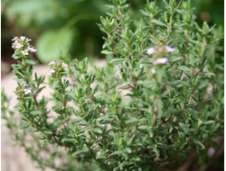 Тимьян Orangelo, 6 шт