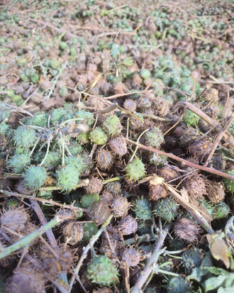 Касторовое масло пищевое нераф. 50 мл