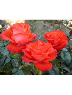 Роза чайно-гибридная Анжелика