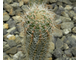 Echinopsis hybrid ‘Impulse’  x ‘Fangri-La’ (D=15-20mm, H=40-50mm)