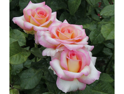 Персепшн (Perception ), Ч/Г, Harkness