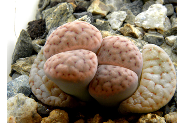 Lithops schwantesii ssp. schwantesii v. rugosa C192
