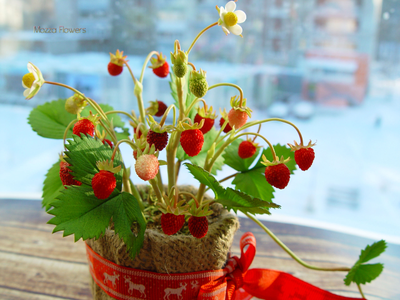 Лесная земляника из полимерной глины.