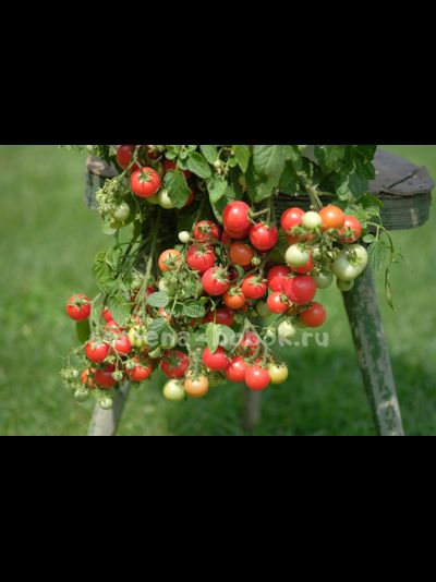 Томат ампельный Garden Pearl (Садовая Жемчужина), 10 шт