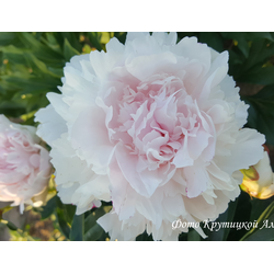 Пион Дарья Володина