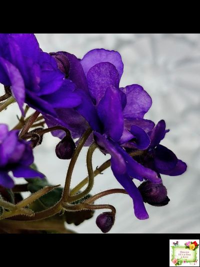 Sterling Trinket (E. Champion) (лист посажен 30.01.26)