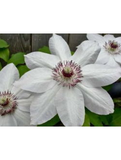 Клематис Henryi (Генри) , контейнер р9, 2л